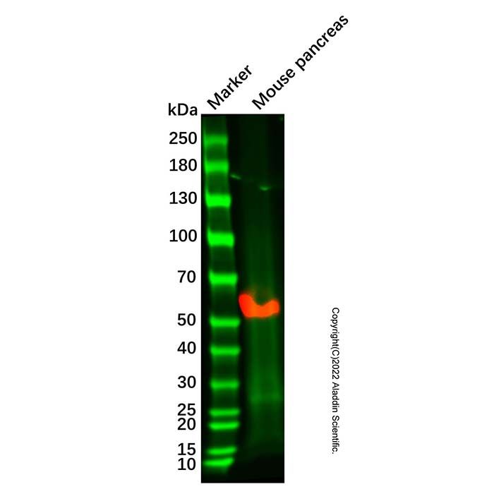 Pancreatic alpha amylase Mouse mAb