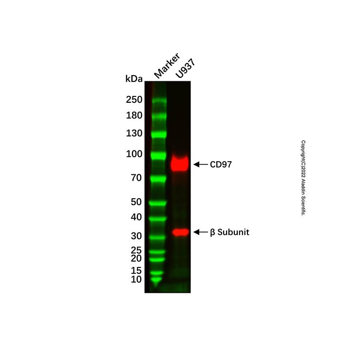 Recombinant CD97 Antibody