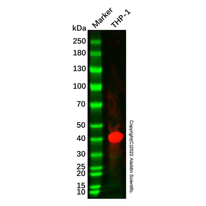 Actin Regulatory Protein CAPG/MCP Mouse mAb