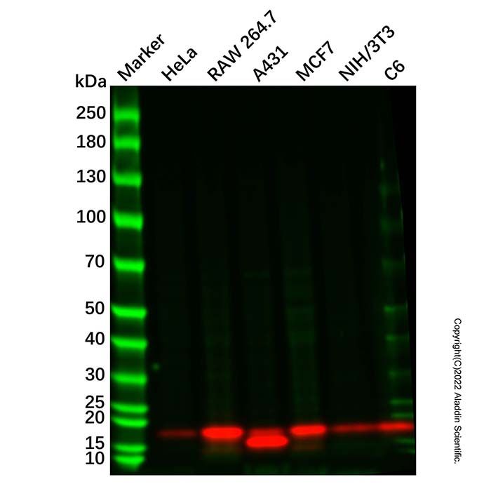 Recombinant Calmodulin 1/2/3 Antibody