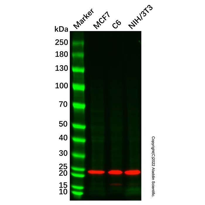 Recombinant BTG1 Antibody