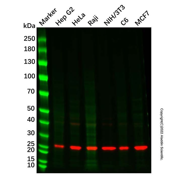 RAB21 Mouse mAb 