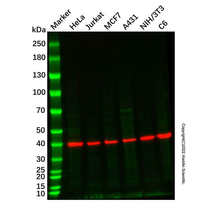 Recombinant GSK3 beta Antibody