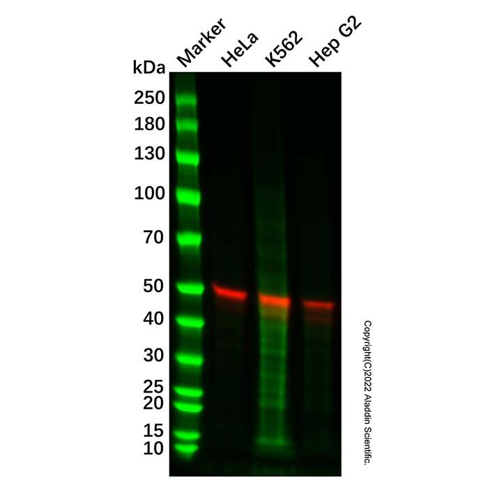 Recombinant GSK3 alpha Antibody