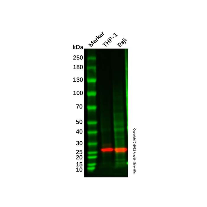 Recombinant PSMB10/MECL1 Antibody