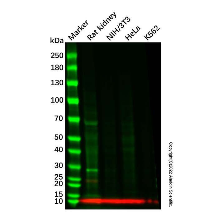 Recombinant EPF Antibody