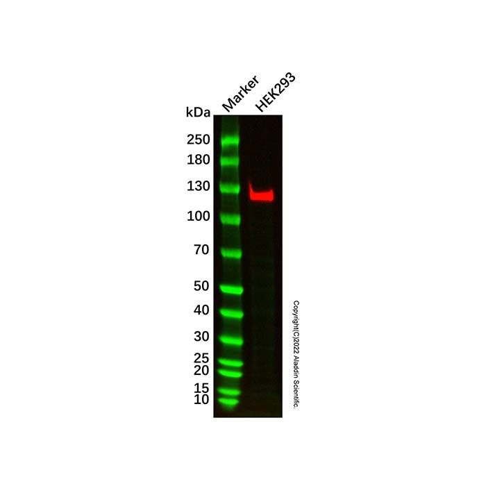 Recombinant MGEA5/OGA Antibody