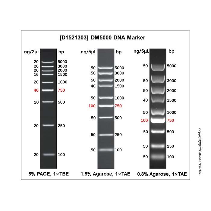 DM5000 DNA Marker