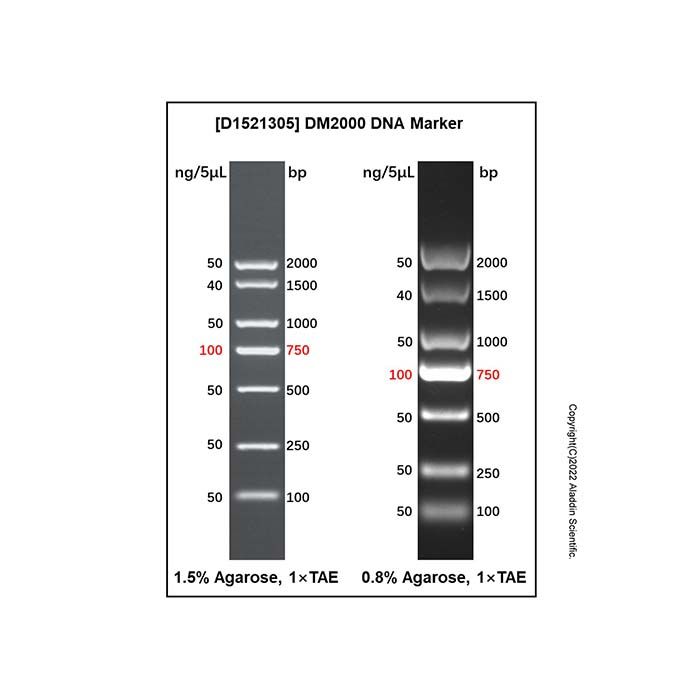 DM2000 DNA Marker