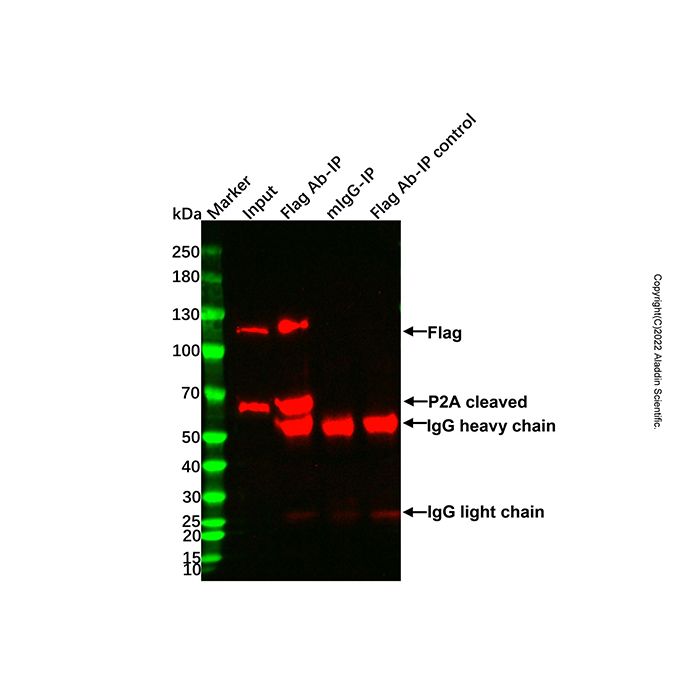 免疫沉淀试剂盒(Protein A琼脂糖凝胶法)
