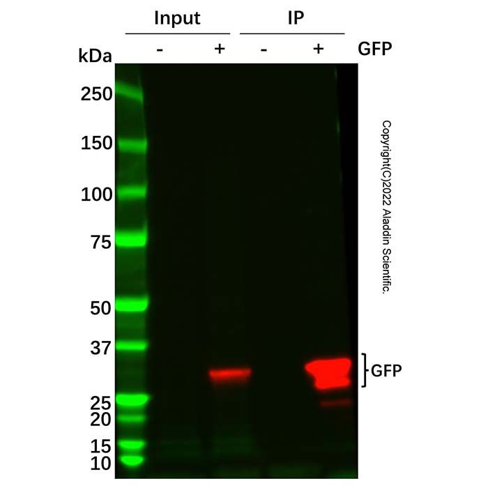 GFP 标签免疫（共）沉淀试剂盒(纳米抗体磁珠法) 