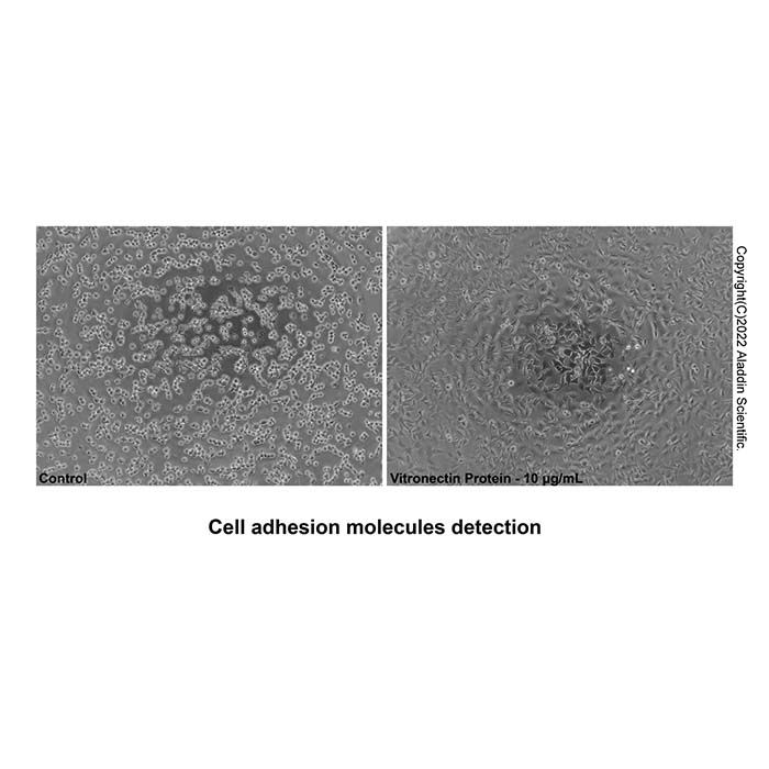 Recombinant Human Vitronectin Protein