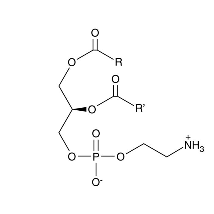 L-α-磷脂酰乙醇胺(大豆)