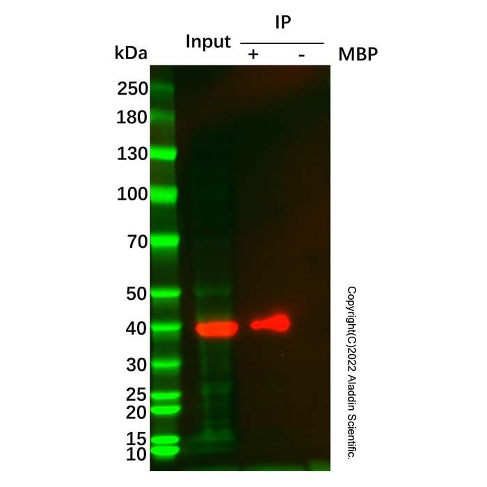 Dextrin 亲和层析介质 (MBP tag)