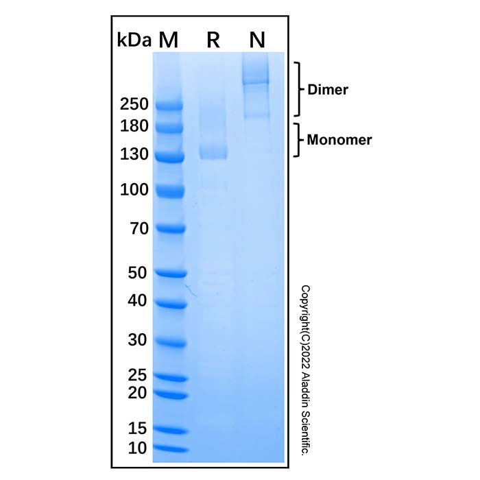 Recombinant Human Nucleolin Protein
