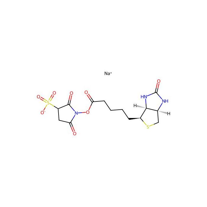 Sulphosuccinimido biotin