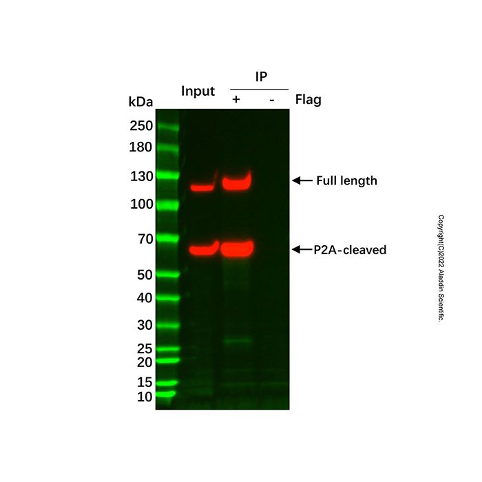UltraBio™ 链霉亲和素磁珠 (1μm)