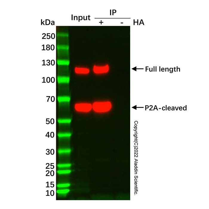 UltraBio™ Anti-HA磁珠