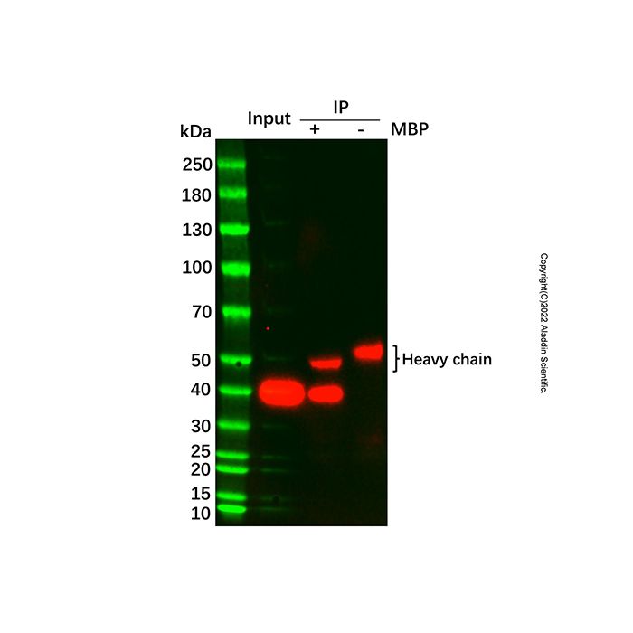 UltraBio™ Anti-MBP琼脂糖凝胶