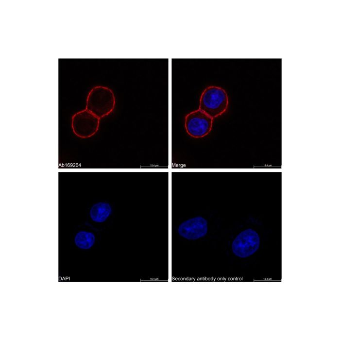 Goat Anti-Human IgG (TRITC)