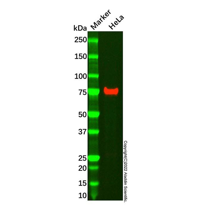 CD55 Mouse mAb
