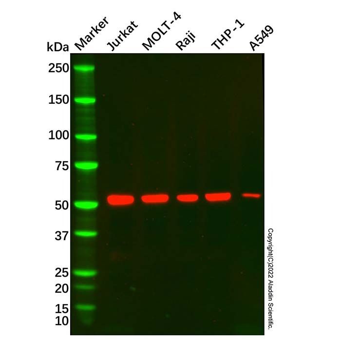 CD5 Mouse mAb