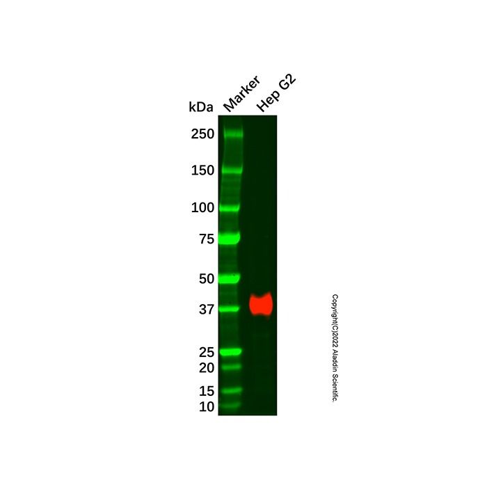 Recombinant CD7 Antibody