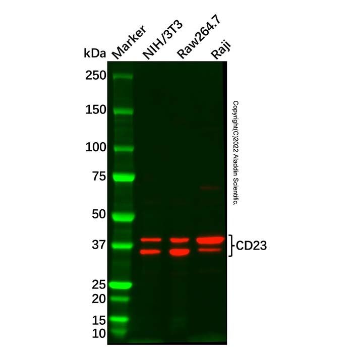 CD23 Antibody