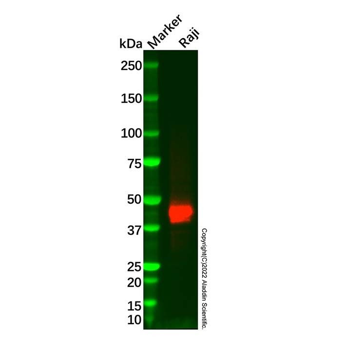 CD23 Mouse mAb