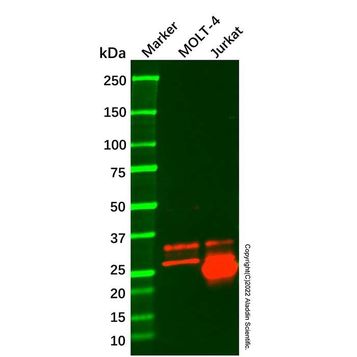CD99 Mouse mAb