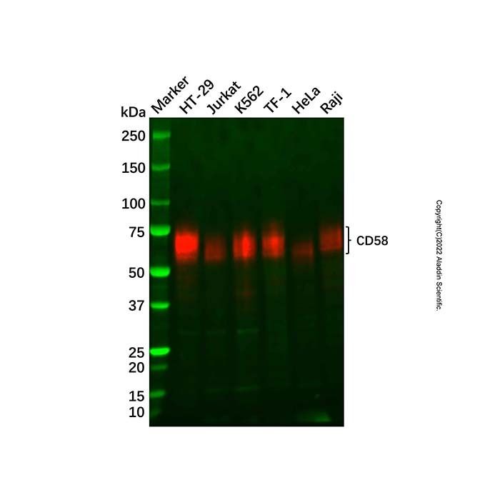 Recombinant CD58 Antibody