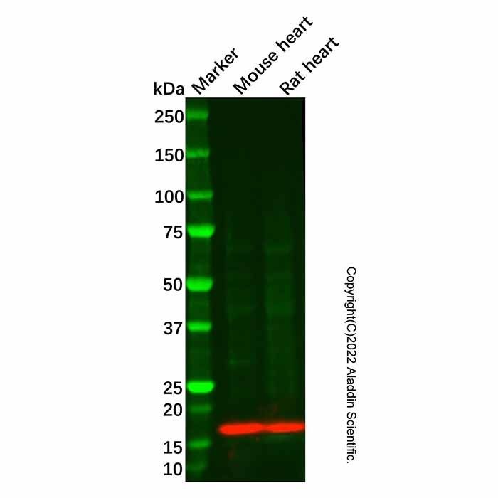 Recombinant Myoglobin Antibody