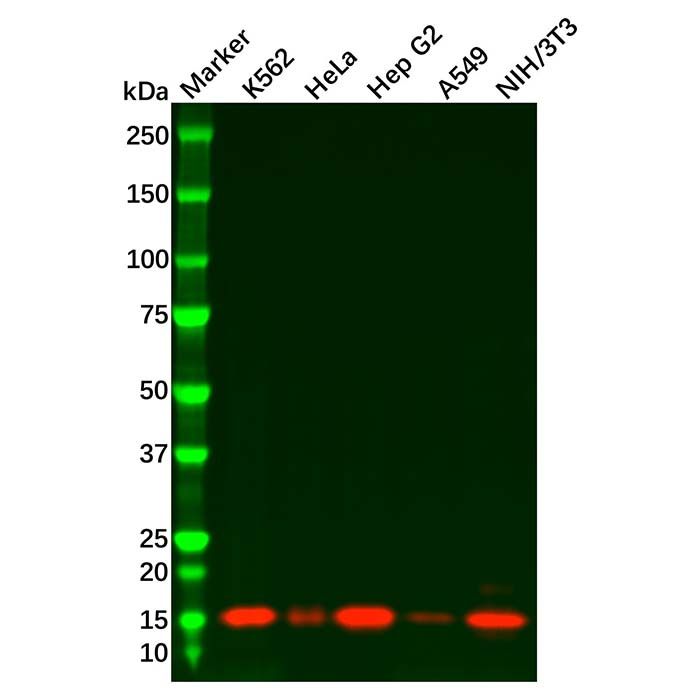 Recombinant Cystatin C Antibody