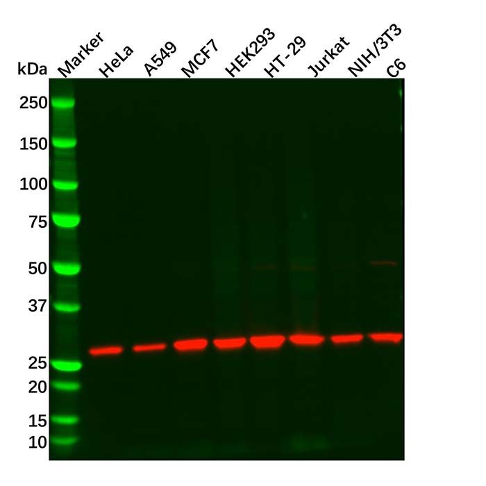 Recombinant 14-3-3 alpha/beta Antibody