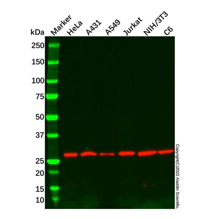 14-3-3 eta/YWHAH Mouse mAb