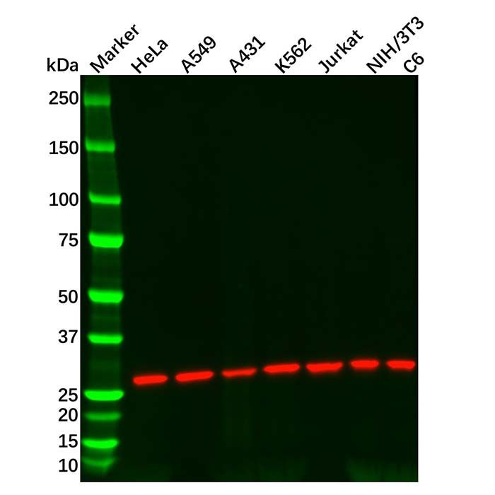 Recombinant 14-3-3 gamma/YWHAG Antibody