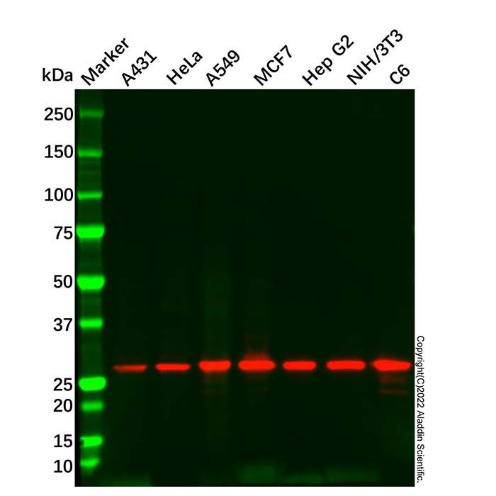 14-3-3 sigma/SFN Antibody