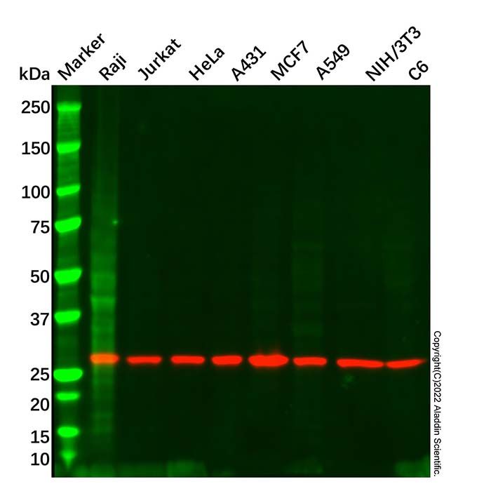 14-3-3 zeta Mouse mAb
