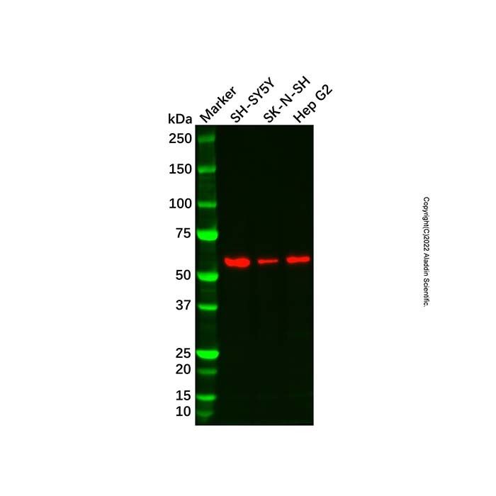 24p3R Antibody