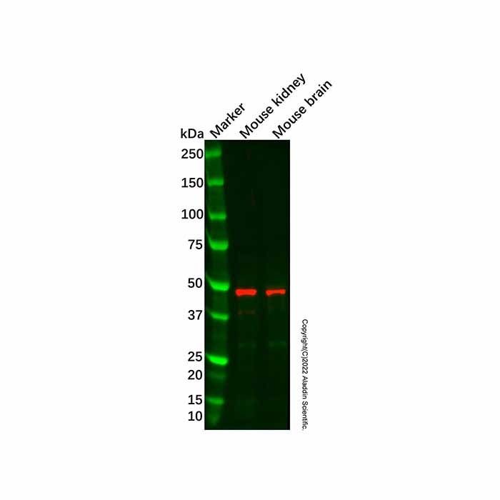 5HT2A Receptor Antibody