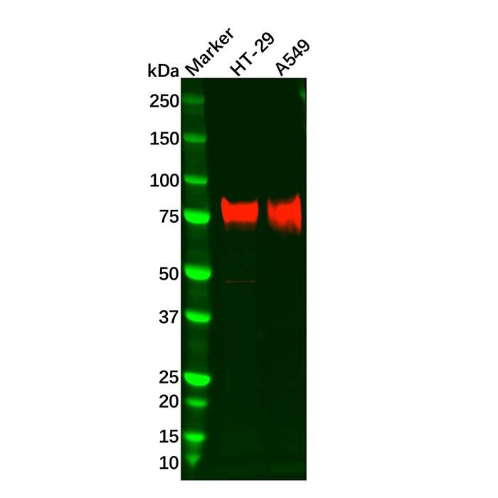 Recombinant 5T4 Antibody