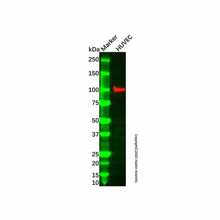 AASS Antibody