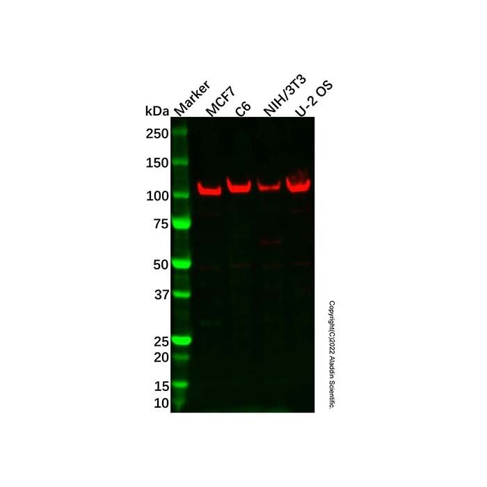 AC5 Antibody