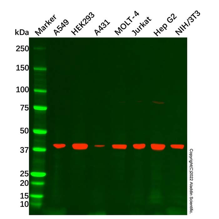 ACAT1 Antibody