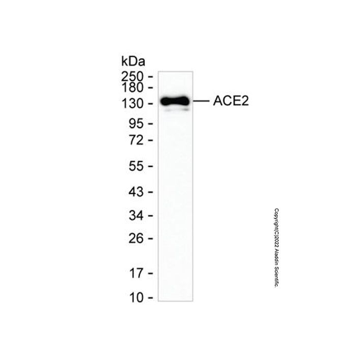 ACE2 Mouse mAb