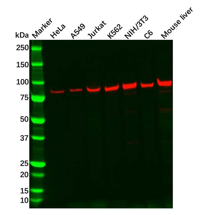 Recombinant Aconitase 2 Antibody