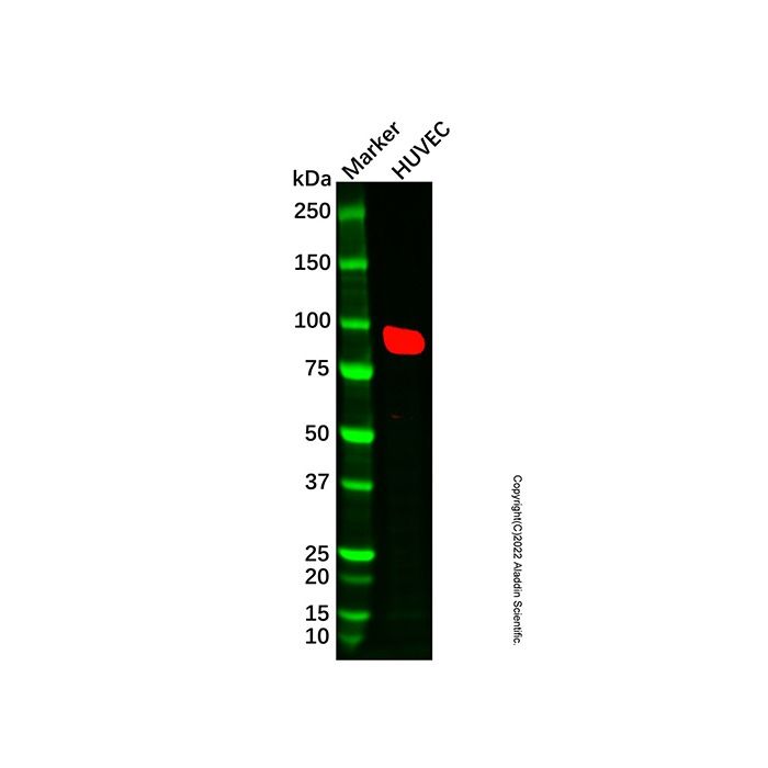 ACOX2 Antibody