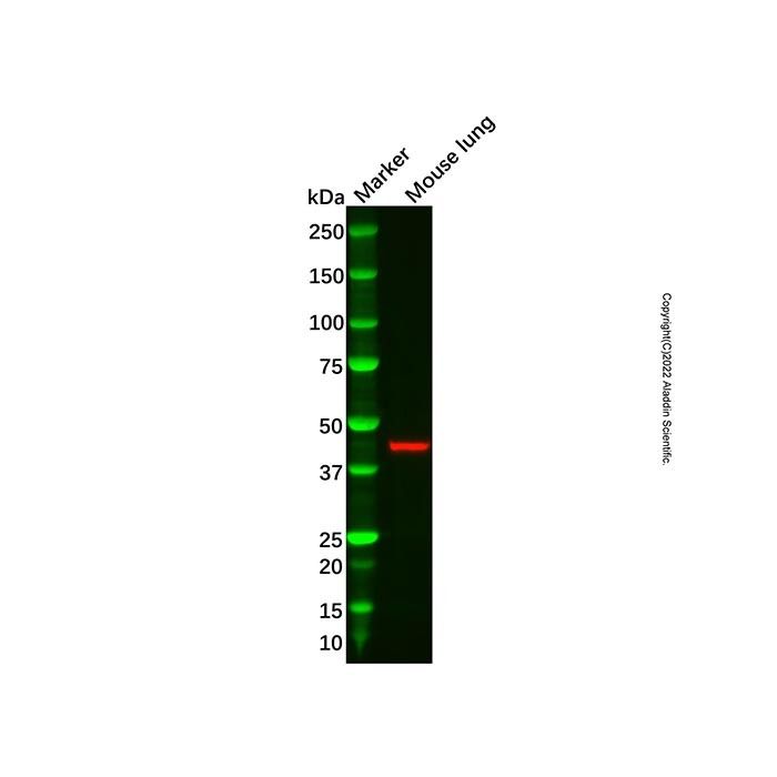 ACTG2 Antibody