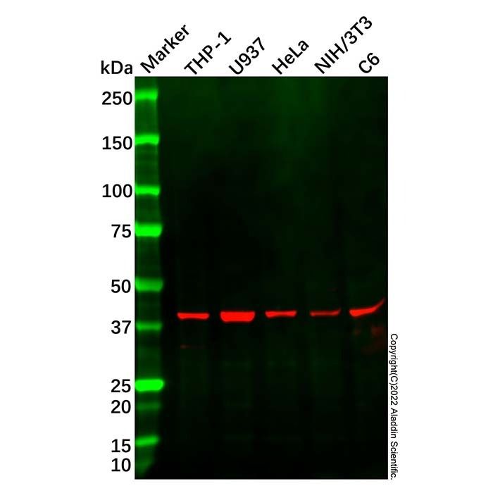 Actin Regulatory Protein CAPG/MCP Mouse mAb