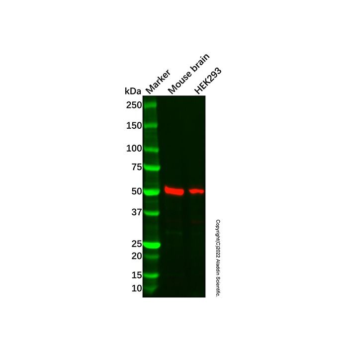 Recombinant Activin A Receptor Type IB/ALK-4 Antibody